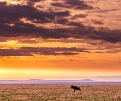grassland hills wildlife mountains 7319829